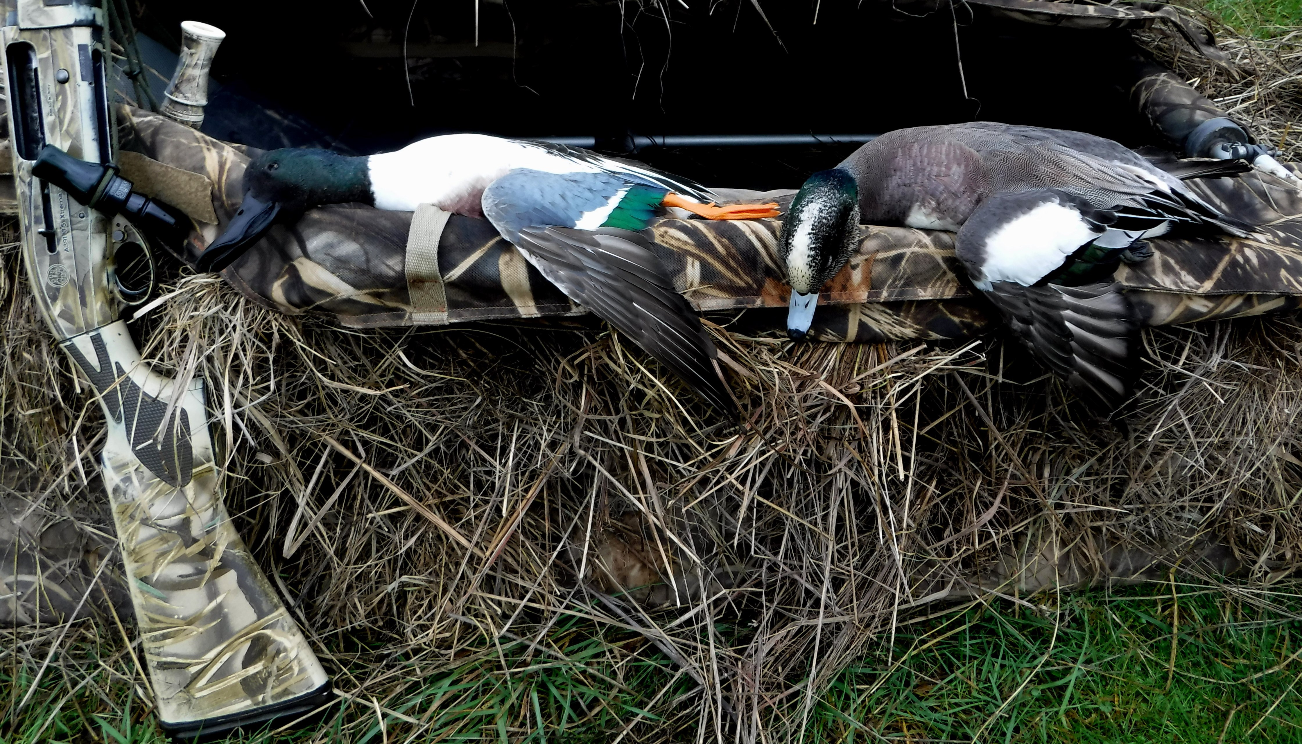 HUNTPHOTOS/SHOVELERWIDGEON.JPG